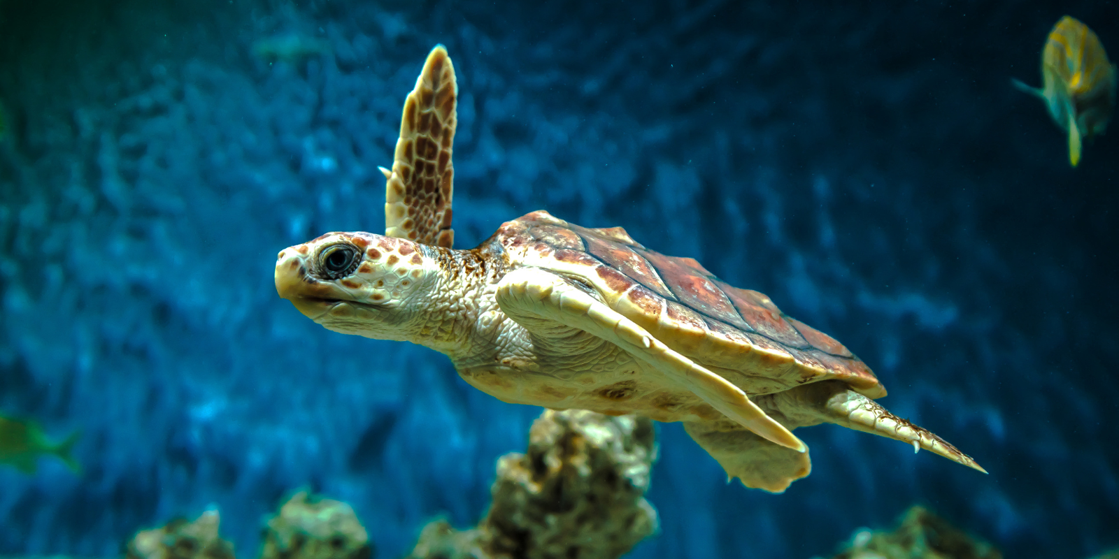 New union at Monterey Bay Aquarium helps workers build power 